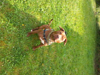 Harley
