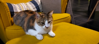 Mimi