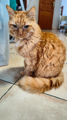 Tigrou