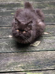 Mochi