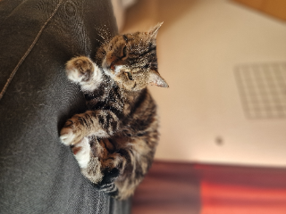 Minette
