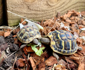 Tortues
