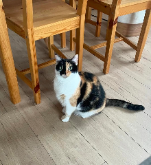 Missy