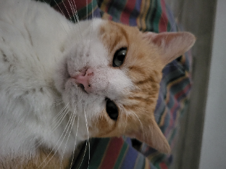 Mimi