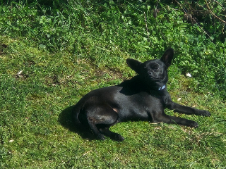 Kiko