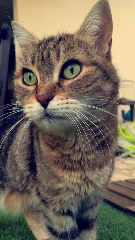 Anis