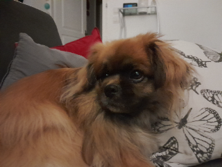 Pilou