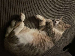 Poupy