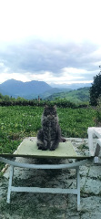 Siska