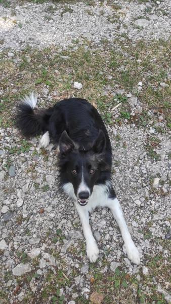 Soča
