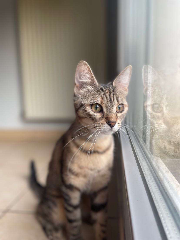 Maia