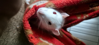 Bébé Schwepps