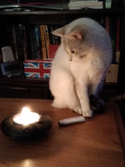 Whisky