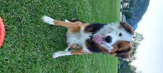 Pepper