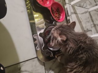 Gustav