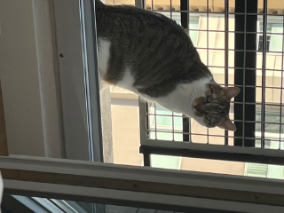 Simba