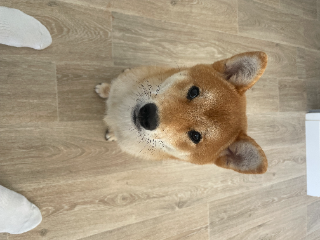 Ukie