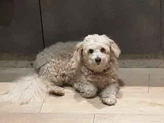 poupy