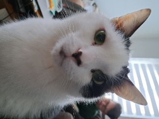 Murphy