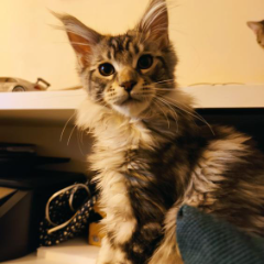 Rambo
