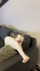 Loona