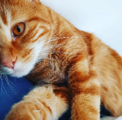 Tiga
