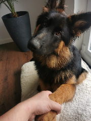 Milo