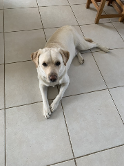 Sam