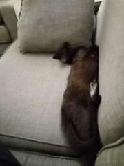 Loulou