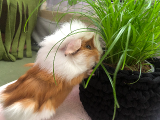 Fluffy