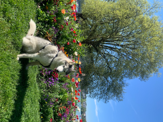 Sheyko