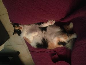 Noisette