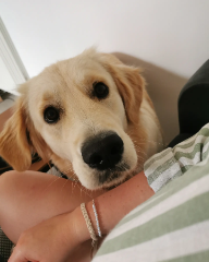 Stella