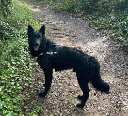 Bandit