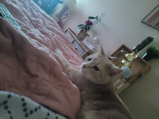 Tixie