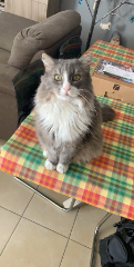 Casimir 1