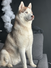 Simba