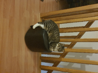 Pâquerette