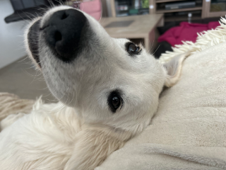 Yuki
