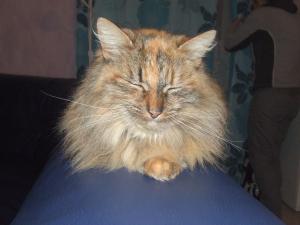 Caline
