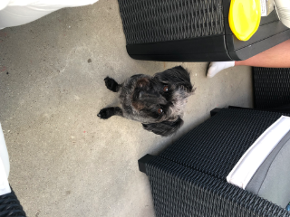 Maya