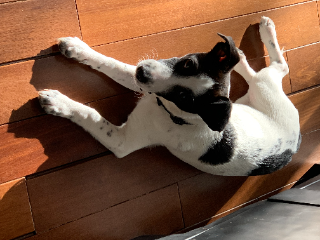yogi