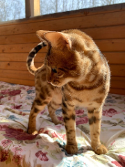 Tima