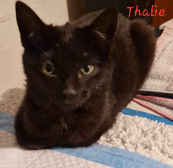 Talie