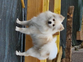 Tara