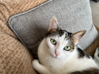 Zelda