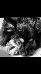Kaloo