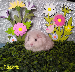 Bouclette