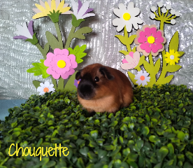 Chouquette