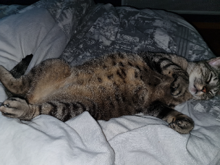 Gizmo